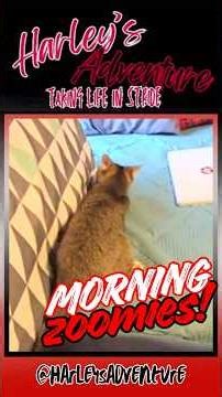 Zoomies Take Over Morning Quiet