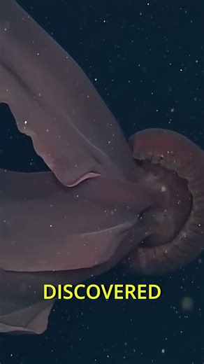 This deep-sea jellyfish looks completely alien… 🪼