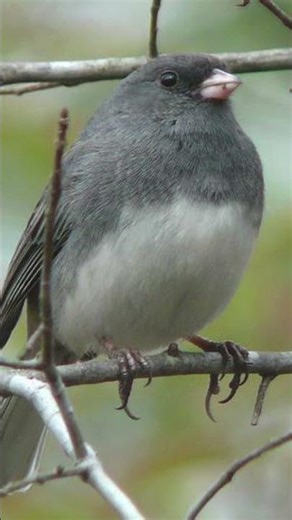 Dark-eyed Junco Bird Song Video: Bird Call Nature Sound Effect