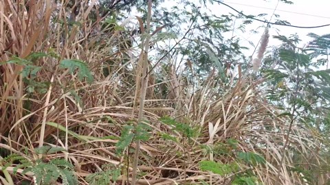 Sickle Machete for Yard Work Machetes for Cutting Trees Billhook Brush Clearing Sickle Garden Tool Brush Axe Harvest Knife Heavy Duty Machete Sickle for Gardening Sickle Machete Camping Farming