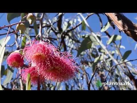 Eucalyptus caesia 'Silver Princess' (Gungurru) at Plantmark Wholesale Nurseries