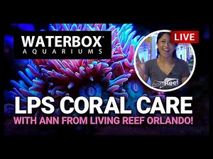 EP16 | Adding LPS Coral: Caring For Large Polyp Stony Corals, Featuring Living Reef Orlando!