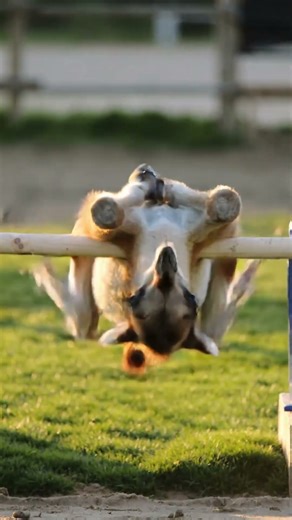 Ep.29 Camel Hurdle Gets Stuck on Pole 🐫🏃 骆驼跨栏被栏杆卡住😂