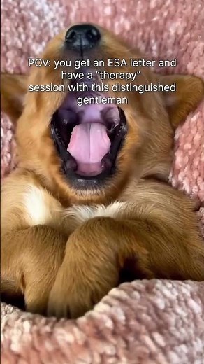 How Emotional Support Animals Help Mental Health. #shorts