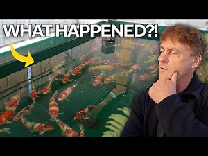 The BIGGEST Challenge So Far Building His KOI FARM Ponds (Japan Update)