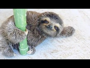 Baby Faultier Klettert und erkundet seine Welt ein süßes Tierbaby ganz Entspannt