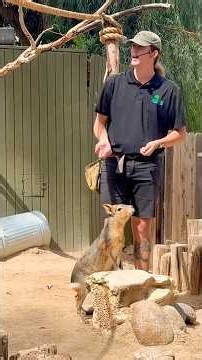Wildlife World Zoo Show