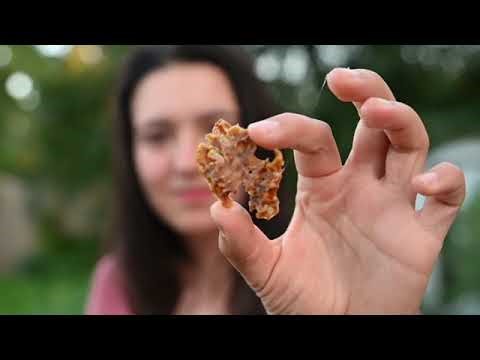 “What Is Propolis? Harvesting Bee Glue & Making Powerful Propolis Tincture!”