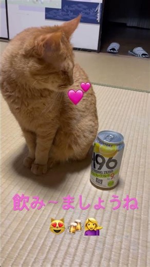 #二人でお酒を#梓みちよ#サントリー #-196#チュウハイ #保護猫 #猫のいる暮らし #チャンネル登録お願いします #チャンネル登録者数100万人になる #ねこ #猫のいる生活 #癒し #かわいい