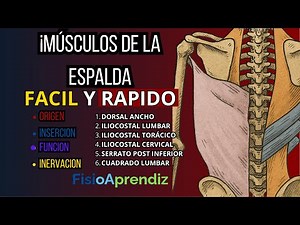 Músculos clave de la espalda que todo estudiante de salud debe dominar