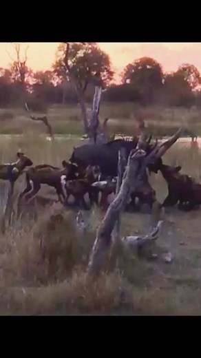 #wildanimals #hyena #wildebeest #animals