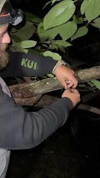 How to catch a snapping turtle the easy way! #turtle #fishing #pondmanagement #kentucky #wildlife