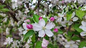 Apple tree flower in the spring garden. Close-up of white flowers on a tree.Agricultural production concept.