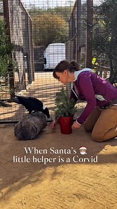 5.5K views · 307 reactions | Last year we put Forrest’s superpower of fast learning and problem solving to use and taught him to decorate a tree and deliver gifts in three days. He went a little WWE on the tree, mailbox, and even the stocking sometimes, but that’s part of his charm. Happy holidays, fam, and thanks for being here on this crazy ride with us! | Avian Behavior Conservancy | Facebook