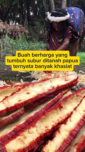 Indonesia banyak sekali menyimpan harta yang tak ternilai harganya. Salah satu harta tersebut tumbuh di tanah Papua, bahkan dijuluki emas merah🤔 yuk kenalan dengan buah merah Papua😁 #petanimilenial #buahmerah #fyp #fypage