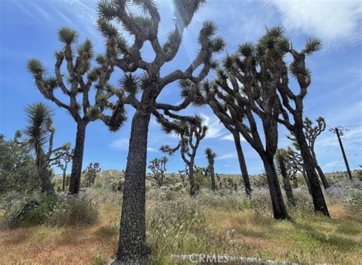 7777 Onaga Trail, Yucca Valley, CA 92284 - MLS JT26060851 - Coldwell Banker