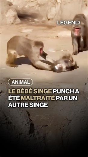 Punch, un petit macaque de 7 mois abandonné par sa mère à la naissance, a récemment été malmené par un autre singe qui l’a traîné au sol, au zoo d’Ichikawa, au Japon. Terrifié, le jeune Punch s’est enfui avant de se réfugier dans les bras de sa peluche, qu’il considère comme une figure maternelle. Depuis sa naissance, Punch est élevé au contact des soigneurs du zoo. Il a récemment été introduit dans l’enclos avec les autres singes et se trouve actuellement en phase d’intégration. Malheureusement
