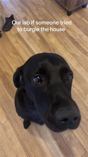 Happy Tappy Toes: Emily Crawley's Adorable Lab