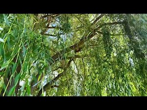 Weeping Willow Leaves Blowing in the Wind – Nature B-Roll Footage