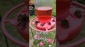 Bees on a hummingbird feeder
