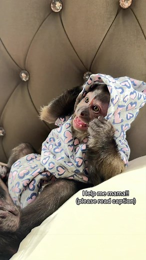 Capuchin baby monkey learning to take off a hoodie