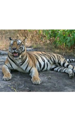 9 Animals That Have Saved Our World