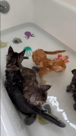 Adorable Maine Coon kittens playing in water! Maine coons are a water-loving cat breed ❤️
