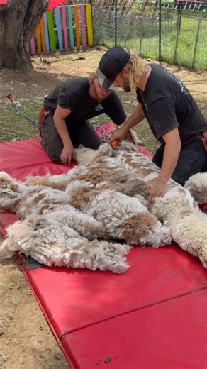 Shearing an Appaloosa alpaca blanket #alpacashearing #shearing #shearingalpacas #shearingiscaring