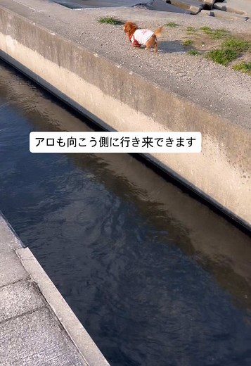 犬の散歩、愛情を込めて