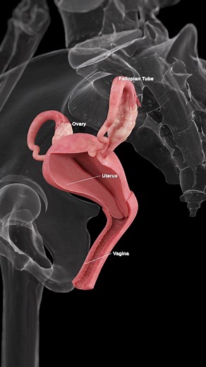 198K views · 1.6K reactions | The uterus is one of the most...