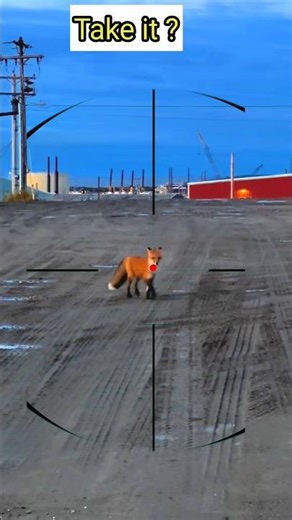 fox hunting | caccia alla volpe | chasse au renard