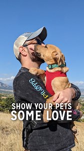 3.1K views · 40 reactions | Because pets are more than just animals—they’re family.  Show your furry companions some love and head to AAA.com/SpotPetInsurance today to cover all their needs with AAA Pet Insurance. #AAAPetInsurance #PetProtection #FurryCompanions | AAA The Auto Club Group | Facebook