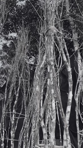 今回は人気のシンボルツリー トップ3を紹介させて頂きました！ 他にもオリーブ、イロハモミジ、常緑ヤマボウシなど 日当たりに強い種類も人気です🌿 シンボルツリーは色んな種類がありますが、 どんなことを重視しながら選ぶのかが大切です。 「虫のつきにくさ」や「花が咲くもの」など、 重視するポイントは人によって違います。 また、シンボルツリーは植える場所の日照条件など 自分の植える条件に合うものを選ばないと 枯れてしまったり、害虫がついてしまったり 上手く生長できないことがあります。 お庭やお住まいのシンボルや記念樹となる庭木なので、 マイホームに合う納得のいくものを選びたいですね☺️ #アオダモ #ソヨゴ #オリーブ …………………………………………………………… 愛知県稲沢市の植木農園 植木、庭木の情報を投稿しているので 見て参考にしてもらえると嬉しいです♪ #愛知県 #名古屋 #稲沢市 #植木屋 #植木生産 #植木販売 #造園業 #植栽 #外構 #新築注文住宅 #注文住宅愛知 #新築工事 #家づくり計画 #外構プラン #植栽デザイン #植栽計画 #好きな外観 #庭人 #平家 #シンプル