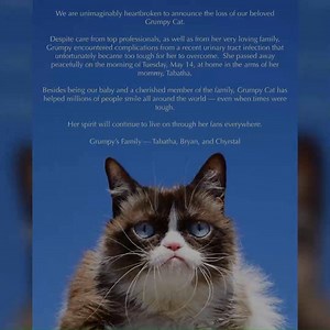 Internet sensation Grumpy Cat has passed away. More: https://bit.ly/2Ho62r3 | News 12 New Jersey
