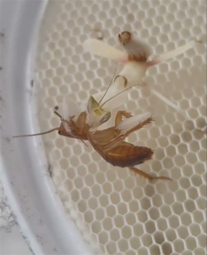 Orchid mantis eating cockroach