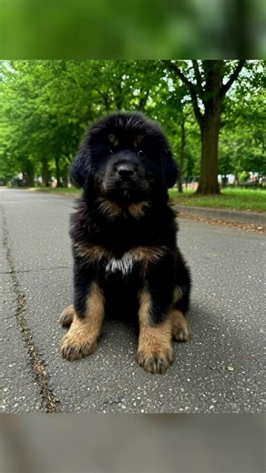藏獒幼犬，自家頂級種公母繁育，幼犬骨量粗壯，頭版方正，毛量豐厚標準。已施打基礎疫苗，健康驅蟲完成。性格沉穩忠誠，電話: 0952876686（同LINE）歡迎預約現場看犬。