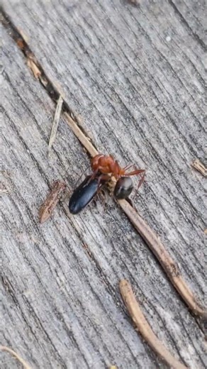 Ant vs Small Beetle - Wrestling Match!