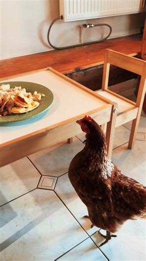 POV: The girl squad found the kids’ table 💅🐔 No reservation. No manners. Just vibes. Walked into the living room like: “Brunch is served, ladies.” 🍽️✨ Up on the table. Sampling from the plate. Main character behavior only. #animallover #chickens #happyhens #chickensoftiktok #funnyanimals