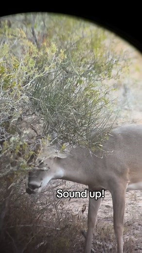 Playing around with my new Phone Scope and Vortex Razor HD 13-39x56 spotting scope! Watched this gorgeous buck make a nice rub. He strutted all morning really putting on a show. #cougarredranchtx #whitetail #whitetaildeer #trophywhitetail #trophydeerhunter #trophydeerhunting #trophydeer #therut #deer #hunt #hunting #deerhunter #bigdeer #monsterbucks #ilikebigdeer #bigbucks #fyp #buckfight #southtexasranch #southtexasdeer #southtexaswhitetail #whitetaildeerhunter #huntress #bowhunter #bowhunting 