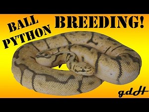 Ball Python courting, breeding, signs, and tips