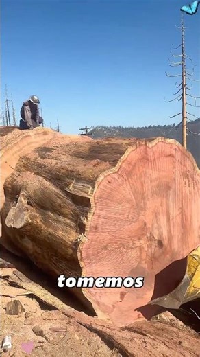 Why is the redwood considered one of the most terrifying plants in the world?#amazing #didyouknow