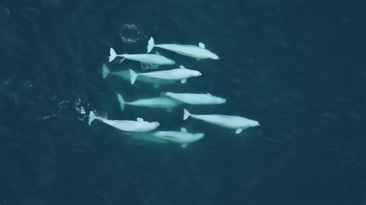 The swinging sex lives of Alaska’s beluga whales