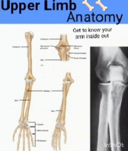 Anatomy and physiology for nursing students:Upper limb