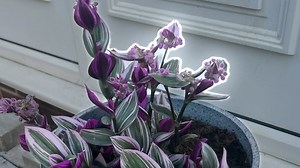 How macOS Ventura's background removal compares to Photoshop & Pixelmator Pro | AppleInsider