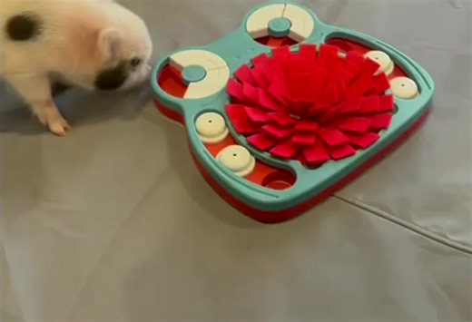 Pet Game Box - Mini Pig Box - Dog Box - Gift Box No monthly subscriptions on any of our boxes. We have a variety of options for our Pig & Pet Box Bundle of Toys - Gift Boxes. The Piggy Poo and Crew Pet Game Box Keep your pets entertained and mentally stimulated with the Piggy Poo and Crew Pet Game Box, a fun-filled collection of interactive games and puzzles designed especially for small pets. Included in the Box: Piggy Poo and Crew Hide and Slide Snuffle Mat Treat GameThis unique game combines 