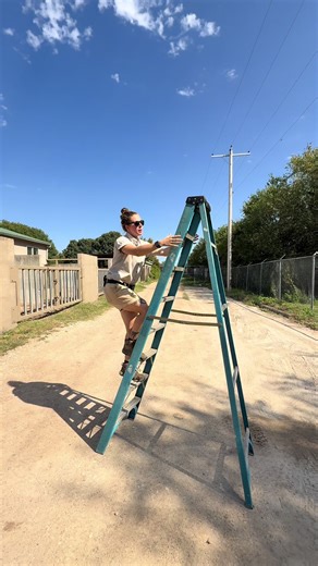 Pygmy Hippo Care: Expert Answers from a Zookeeper