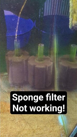 Aquarium sponge Filter not working in goldfish tank #goldfish #aquarium #animals