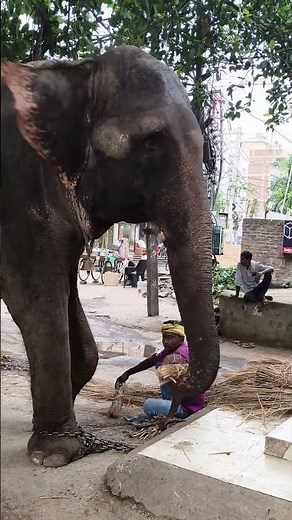 amazing elephant sound 🐘