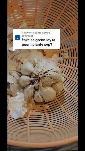 Replying to @leoantoine06 #creatorsearchinsights #garlic #jadin #garden #growyourownfood #plantinggarlic #organicgardening