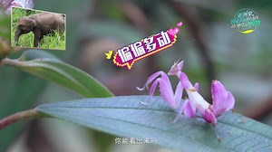 【亚洲象国家公园候选区的神奇动植物】会跳舞的“花仙子”_新华网